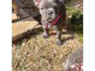 French Bulldog Puppy for sale in Omaha, NE, USA
