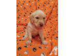 Labradoodle Puppy for sale in KNOXVILLE, TN, USA