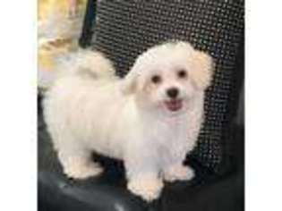 Maltese Puppy for sale in Fairburn, GA, USA