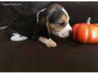 Beagle Puppy for sale in Sapulpa, OK, USA