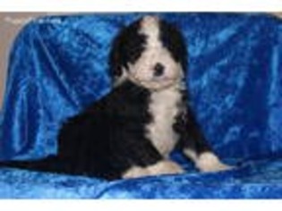 Portuguese Water Dog Puppy for sale in Antioch, CA, USA