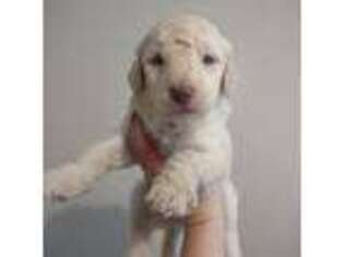 Mutt Puppy for sale in Factoryville, PA, USA