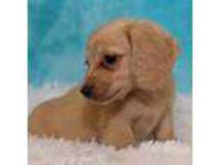 Dachshund Puppy for sale in Springfield, MO, USA