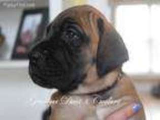 Great Dane Puppy for sale in Bell Buckle, TN, USA