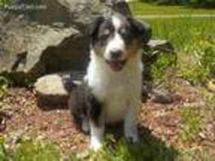 Collie Puppy for sale in Houlton, ME, USA