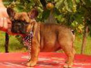 French Bulldog Puppy for sale in Northborough, MA, USA