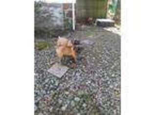 Boerboel Puppy for sale in Woodlawn, MD, USA