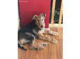 Airedale Terrier Puppy for sale in Winnebago, IL, USA