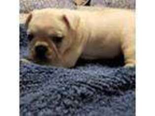French Bulldog Puppy for sale in Franklinville, NJ, USA