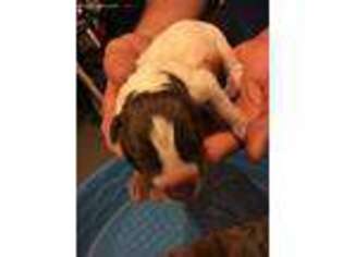 Wirehaired Pointing Griffon Puppy for sale in Carlisle, OH, USA