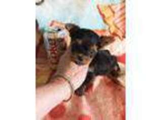 Yorkshire Terrier Puppy for sale in Dalton, GA, USA