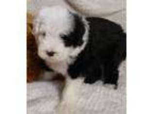 Mutt Puppy for sale in Spring Hill, KS, USA