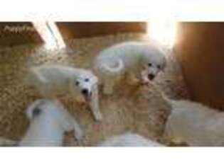 Great Pyrenees Puppy for sale in Northwood, NH, USA