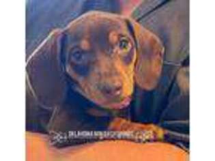 Dachshund Puppy for sale in Tryon, OK, USA