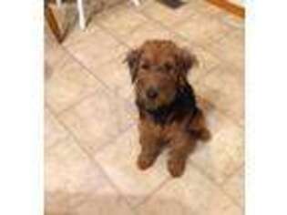 Welsh Terrier Puppy for sale in Quincy, IL, USA