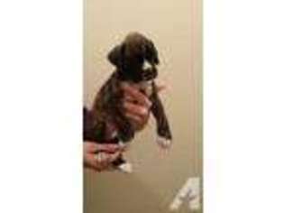 Boxer Puppy for sale in KIMBERLY, ID, USA