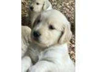 Golden Retriever Puppy for sale in Oak Ridge, NC, USA