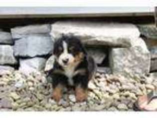 Bernese Mountain Dog Puppy for sale in Watsontown, PA, USA