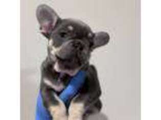 French Bulldog Puppy for sale in Waterbury, CT, USA