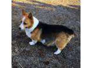 Pembroke Welsh Corgi Puppy for sale in Madison, IN, USA