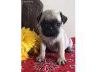 Pug Puppy for sale in Millersburg, IN, USA