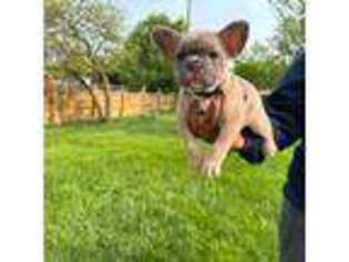 French Bulldog Puppy for sale in Plainfield, IL, USA