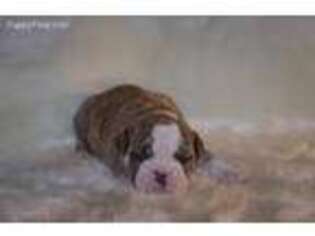 Olde English Bulldogge Puppy for sale in Southport, NC, USA