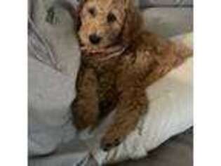 Labradoodle Puppy for sale in Shorewood, IL, USA