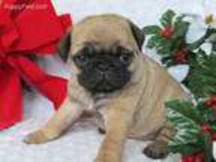 Pug Puppy for sale in Shiloh, OH, USA