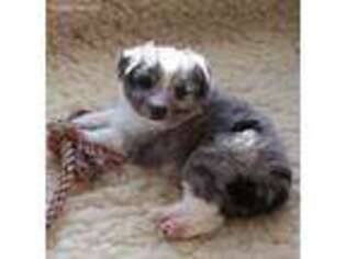 Miniature Australian Shepherd Puppy for sale in Guysville, OH, USA