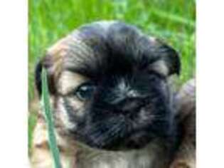 Mutt Puppy for sale in Fayetteville, NC, USA