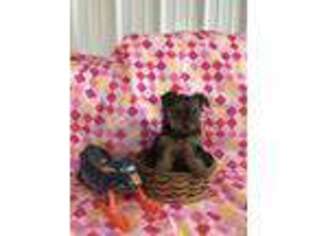 Yorkshire Terrier Puppy for sale in Queen City, MO, USA