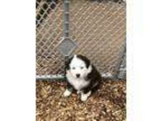Australian Shepherd Puppy for sale in Middlesex, NJ, USA