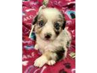 Miniature Australian Shepherd Puppy for sale in Grove City, OH, USA