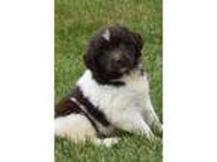 Newfoundland Puppy for sale in Lewisburg, PA, USA