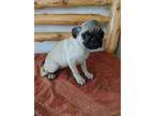 Pug Puppy for sale in New London, MN, USA
