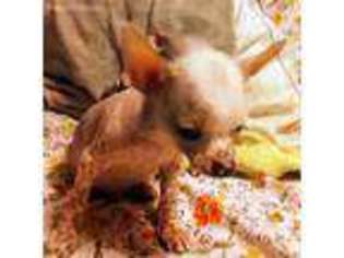 Chihuahua Puppy for sale in Kearny, AZ, USA