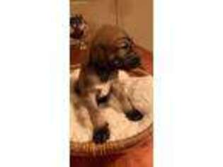 Afghan Hound Puppy for sale in Allentown, PA, USA
