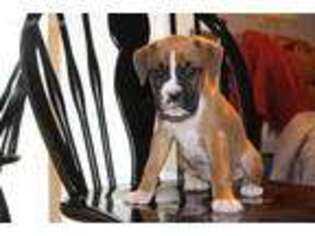 Boxer Puppy for sale in Akron, PA, USA