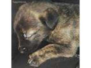 Dutch Shepherd Dog Puppy for sale in Littleton, CO, USA