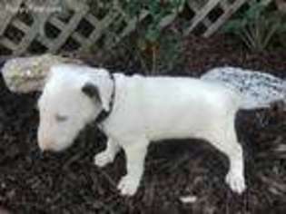 Bull Terrier Puppy for sale in Bowling Green, MO, USA