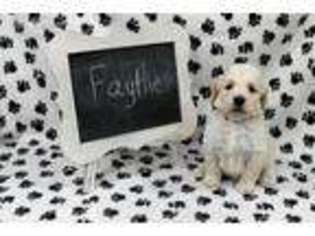 Goldendoodle Puppy for sale in El Paso, IL, USA