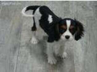 English Toy Spaniel Puppy for sale in Clare, IL, USA