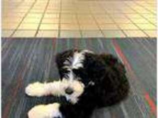 Portuguese Water Dog Puppy for sale in Vancouver, WA, USA