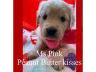 Golden Retriever Puppy for sale in Pleasant Hill, MO, USA