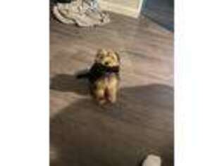 Yorkshire Terrier Puppy for sale in Lynn, MA, USA
