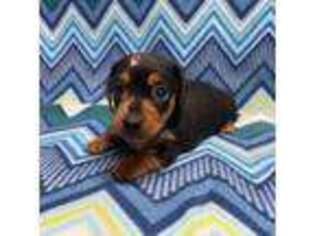 Dachshund Puppy for sale in Louise, TX, USA