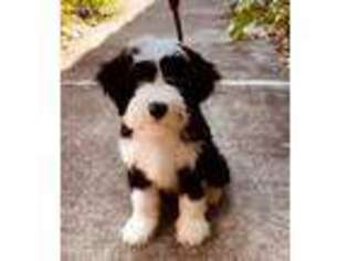 Tibetan Terrier Puppy for sale in Vacaville, CA, USA