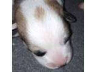 Cardigan Welsh Corgi Puppy for sale in Ellensburg, WA, USA