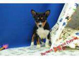 Basenji Puppy for sale in Hickory, NC, USA